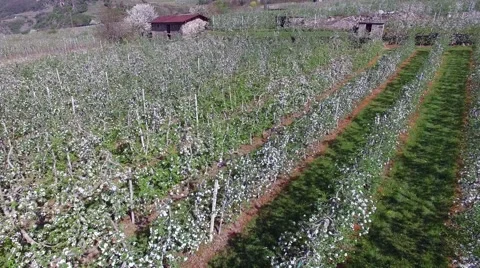 Apple orchards blooming - Aerial view with a drone Stock Footage 67602889