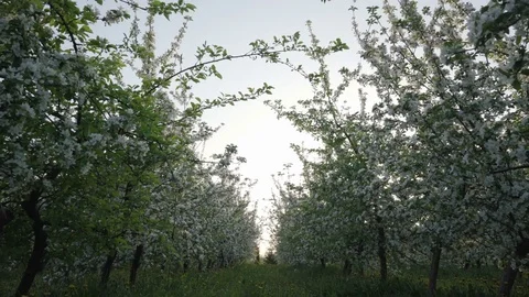 Apple orchards blooming Stock Footage 80552121