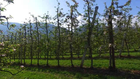 Apple orchards Stock Footage 106408937