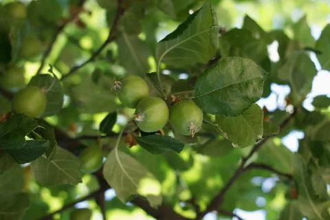 Apple Orchards Stock Photos