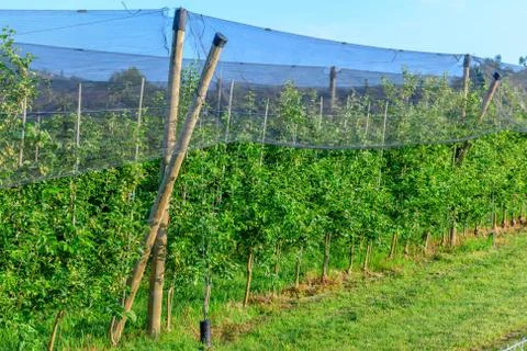 Apple orchards with Protection net against hail Foto stock