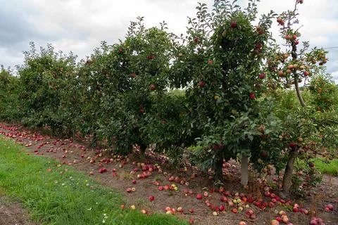 Apple orchards with red apples fallen on the ground Stock Photos