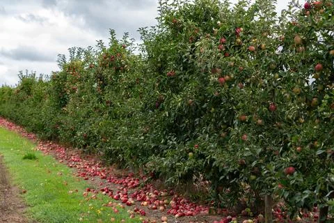 Apple orchards with red apples fallen on the ground Foto stock