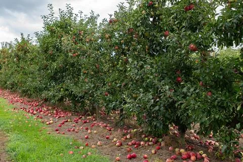 Apple orchards with red apples fallen on the ground Stock Photos