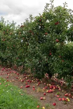 Apple orchards with red apples fallen on the ground Stock Photos