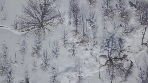 Apple orchards in snow himalayas Stock Footage 250067073