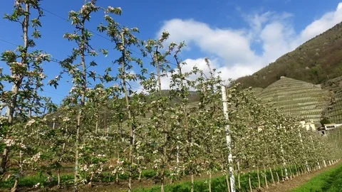 Apple Orchards in Valtellina Stock Footage 106408581