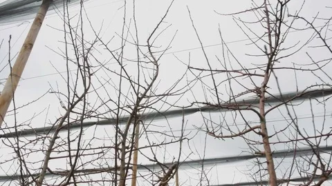 Apple Orchards in Winter. Stock Footage 85108286