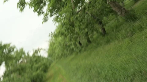 Apple Orchid Trees beautiful capture cinematic Stock Footage 246337641