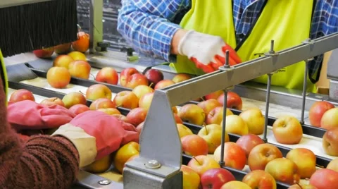 Apple packing Stock Footage 49588255