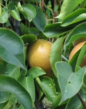 Apple pear on tree branches Stock Photos