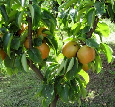 Apple pear on tree branches Stock Photos
