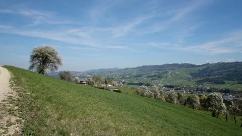 Apple an pear trees in blossom in the austrian district mostviertel Stock Footage 128232032