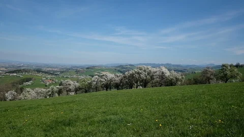 Apple an pear trees in blossom in the austrian district mostviertel Stock Footage 128232097
