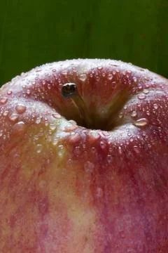 Apple Stock Photos