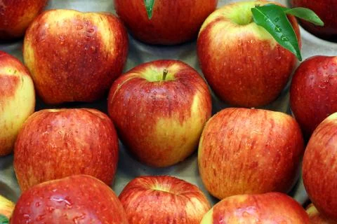 Apple Stock Photos