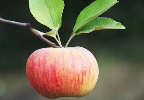 Apple Stock Photos