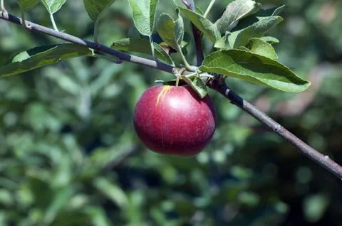 Apple Stock Photos