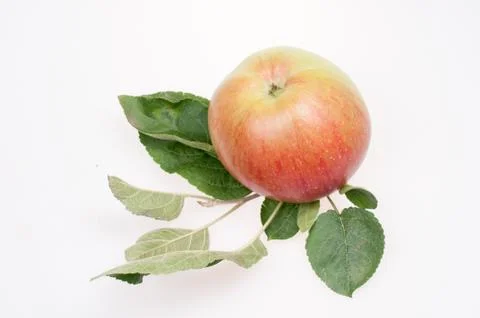 Apple Stock Photos