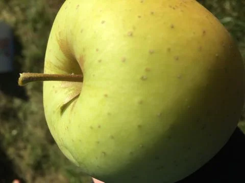Apple Stock Photos