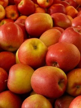 An Apple. Stock Photos