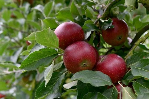 Apple 库存照片