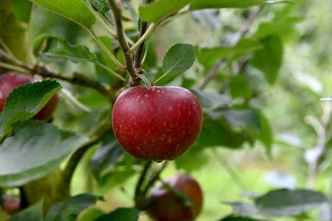 Apple Foto stock
