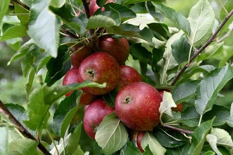 Apple Foto stock