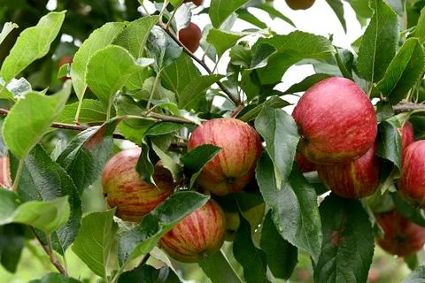 Apple Stock-Fotos
