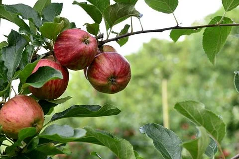 Apple Foto stock