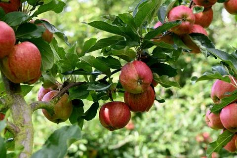 Apple Foto stock