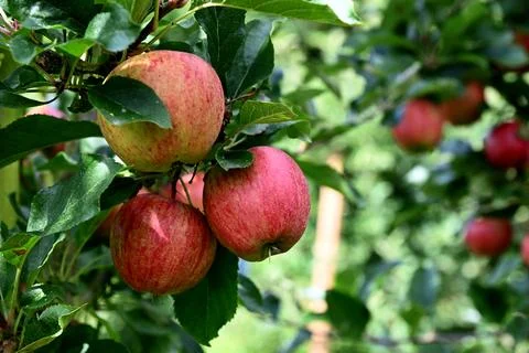 Apple Stock-Fotos