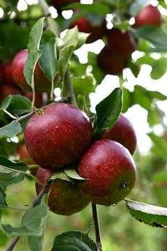 Apple Photos