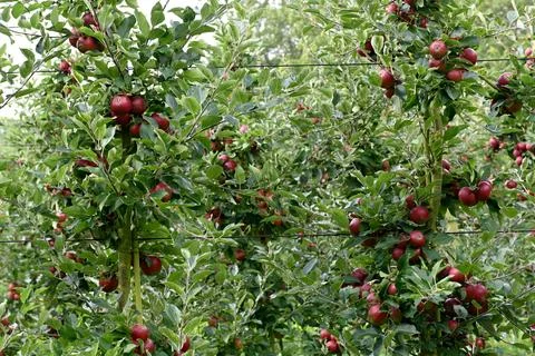 Apple Foto stock
