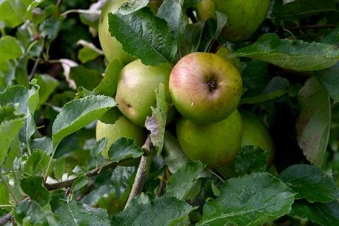 Apple Foto stock
