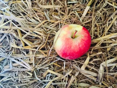 Apple pic / fruit Apple Stock Photos