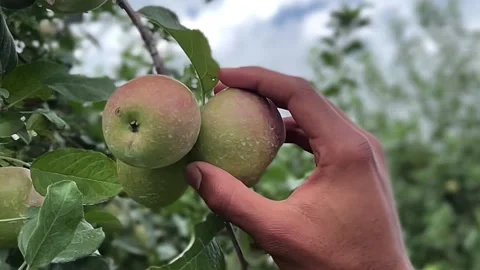 Apple pick Stock Footage 246015624