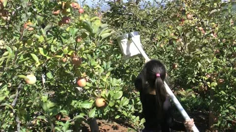 Apple picker Stock Footage