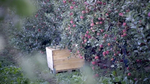 Apple picker furiously picks apples from a tree in an orchard with an apple bin Stock Footage