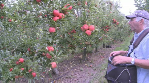 Apple picker harvesting Royal Gala. Stock Footage