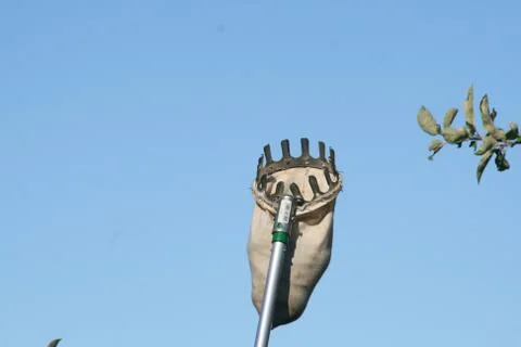 Apple picker raised up 写真素材