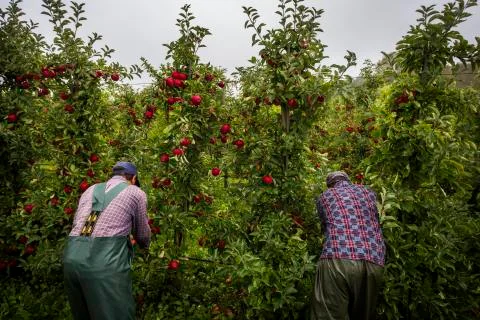 Apple pickers picking red apples off of apple trees in orchard Stock Photos