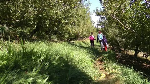 Apple pickin' Stock Footage 12331574