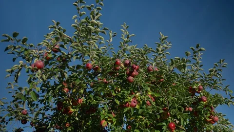 Apple Picking, An Apple Trees, nature, rays of sun through leaves Stock Footage 129479358