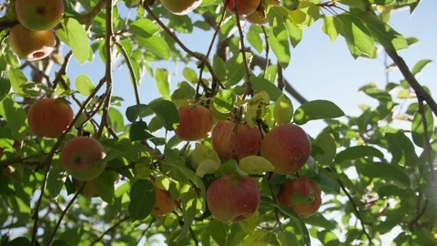 Apple Picking, An Apple Trees, nature, rays of sun through leaves Stock Footage 129479381