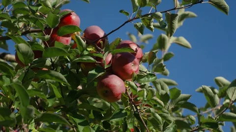 Apple Picking, An Apple Trees, nature, rays of sun through leaves Stock Footage 129479507