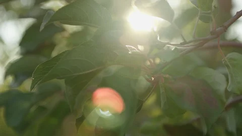 Apple Picking, An Apple Trees, nature, rays of sun through leaves Stock Footage 129479696