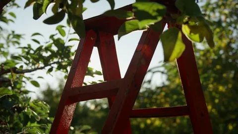 Apple Picking, An Apple Trees, nature, rays of sun through leaves Stock Footage 129479827
