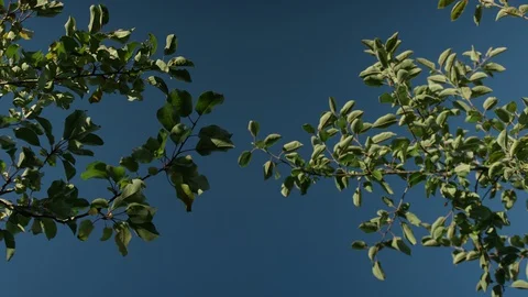 Apple Picking, An Apple Trees, nature, rays of sun through leaves Stock Footage 129479911