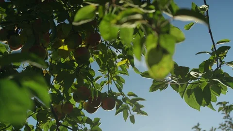 Apple Picking, An Apple Trees, nature, rays of sun through leaves Stock Footage 129503492